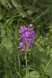 Greater Purple-fringed Orchid, Platanthera grandiflora