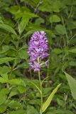 Greater Purple-fringed Orchid, Platanthera grandiflora