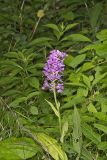 Greater Purple-fringed Orchid, Platanthera grandiflora
