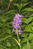 Greater Purple-fringed Orchid, Platanthera grandiflora