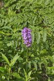 Greater Purple-fringed Orchid, Platanthera grandiflora