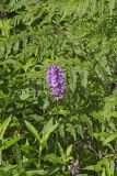 Greater Purple-fringed Orchid, Platanthera grandiflora