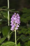 Greater Purple-fringed Orchid, Platanthera grandiflora