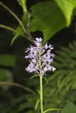 Greater Purple-fringed Orchid, Platanthera grandiflora