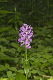 Greater Purple-fringed Orchid, Platanthera grandiflora