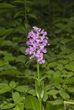 Greater Purple-fringed Orchid, Platanthera grandiflora