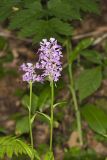 Greater Purple-fringed Orchid, Platanthera grandiflora