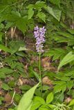 Greater Purple-fringed Orchid, Platanthera grandiflora