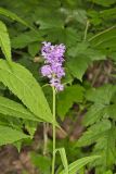 Greater Purple-fringed Orchid, Platanthera grandiflora