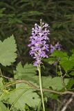 Greater Purple-fringed Orchid, Platanthera grandiflora