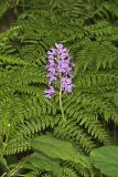 Greater Purple-fringed Orchid, Platanthera grandiflora