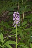 Greater Purple-fringed Orchid, Platanthera grandiflora