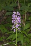 Greater Purple-fringed Orchid, Platanthera grandiflora