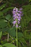 Greater Purple-fringed Orchid, Platanthera grandiflora