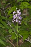 Greater Purple-fringed Orchid, Platanthera grandiflora
