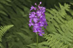 Greater Purple-fringed Orchid, Platanthera grandiflora