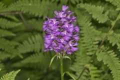 Greater Purple-fringed Orchid, Platanthera grandiflora