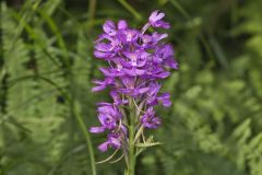 Greater Purple-fringed Orchid, Platanthera grandiflora
