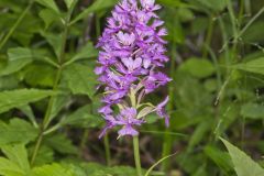 Greater Purple-fringed Orchid, Platanthera grandiflora