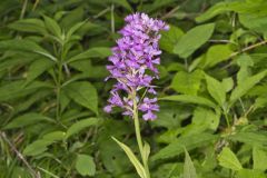 Greater Purple-fringed Orchid, Platanthera grandiflora