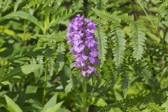Greater Purple-fringed Orchid, Platanthera grandiflora