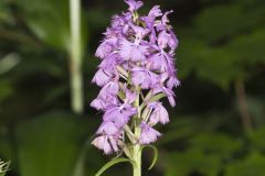 Greater Purple-fringed Orchid, Platanthera grandiflora