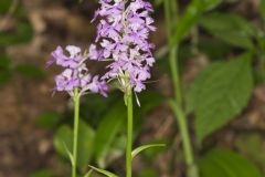 Greater Purple-fringed Orchid, Platanthera grandiflora