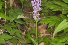 Greater Purple-fringed Orchid, Platanthera grandiflora
