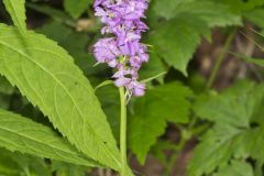 Greater Purple-fringed Orchid, Platanthera grandiflora