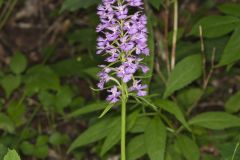 Greater Purple-fringed Orchid, Platanthera grandiflora