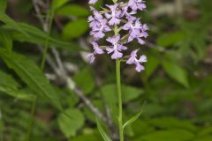 Greater Purple-fringed Orchid, Platanthera grandiflora