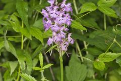 Greater Purple-fringed Orchid, Platanthera grandiflora