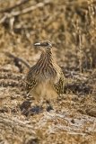 Greater Roadrunner, Geococcyx californianus