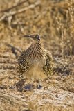 Greater Roadrunner, Geococcyx californianus