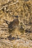 Greater Roadrunner, Geococcyx californianus