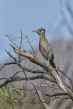 Greater Roadrunner, Geococcyx californianus