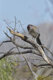 Greater Roadrunner, Geococcyx californianus