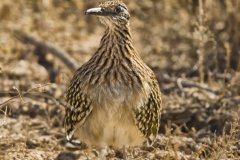 Greater Roadrunner, Geococcyx californianus