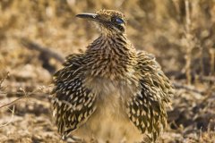 Greater Roadrunner, Geococcyx californianus