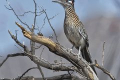 Greater Roadrunner, Geococcyx californianus