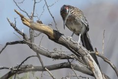 Greater Roadrunner, Geococcyx californianus