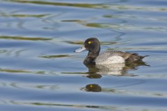 Greater Scaup, Aythya marila