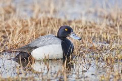 Greater Scaup, Aythya marila