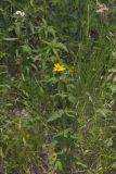 Greater Tickseed, Coreopsis major