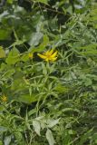 Greater Tickseed, Coreopsis major