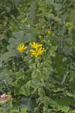 Greater Tickseed, Coreopsis major