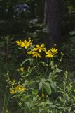 Greater Tickseed, Coreopsis major