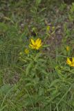 Greater Tickseed, Coreopsis major