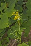 Greater Tickseed, Coreopsis major