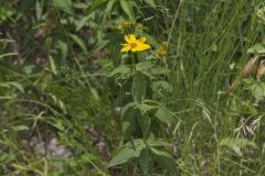 Greater Tickseed, Coreopsis major Greater Tickseed, Coreopsis major